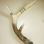 Sage and Gold Antler